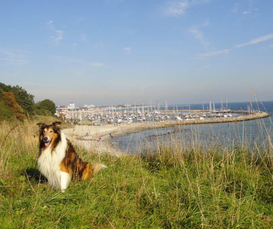 Hundeurlaub Jachthafen HofHotel Krähenberg Grömitz